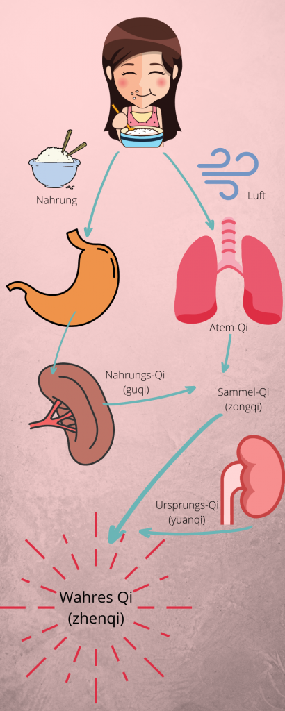 Qi wird aus der Nahrung und der Luft aufgenommen und dann weiter über die Lunge und die Milz im Körper zum Wahren Qi, was der Ursprung für alle Qi-Varianten im Körper ist.