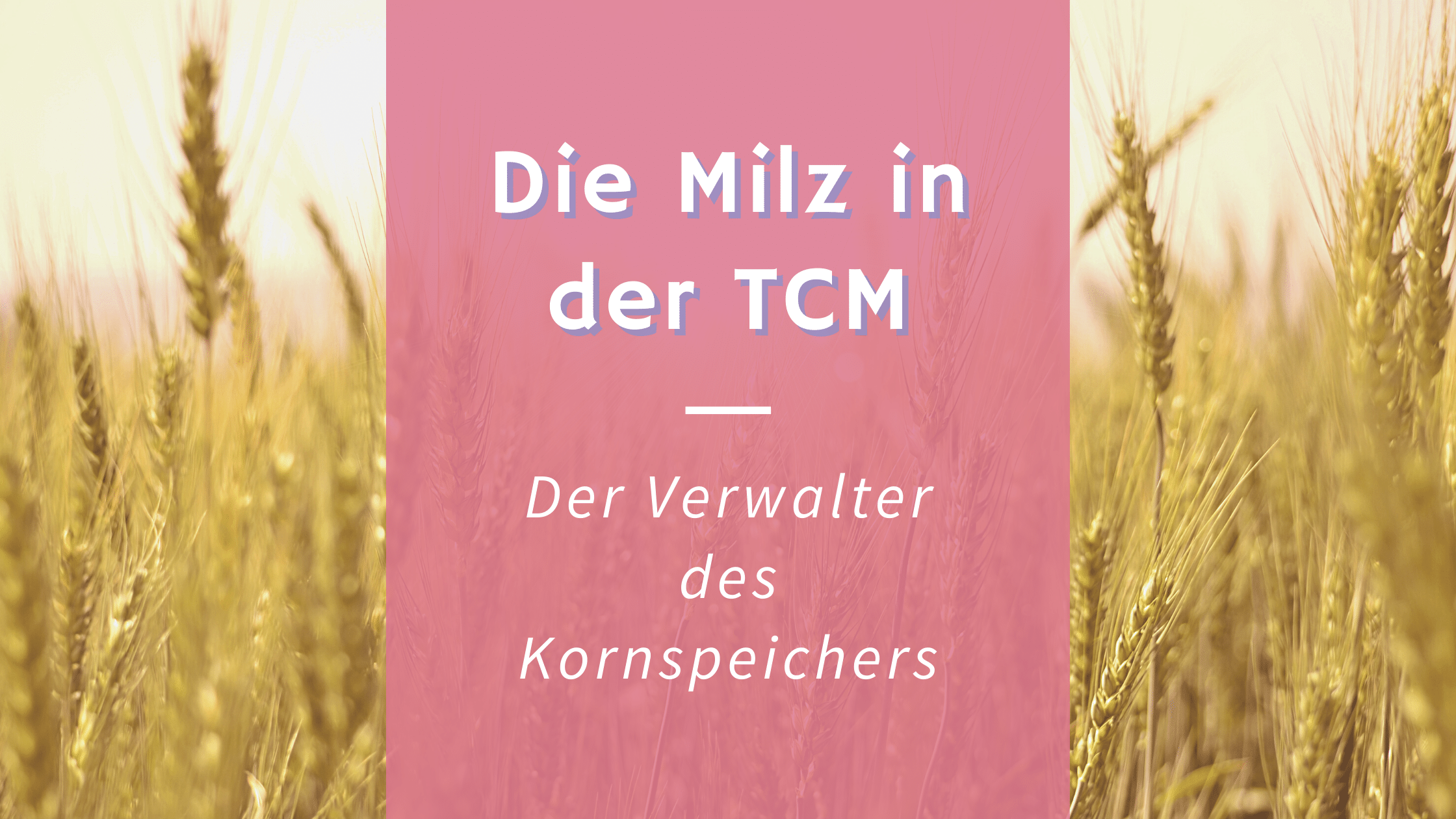 Die Milz in der TCM – Der Verwalter des Kornspeichers